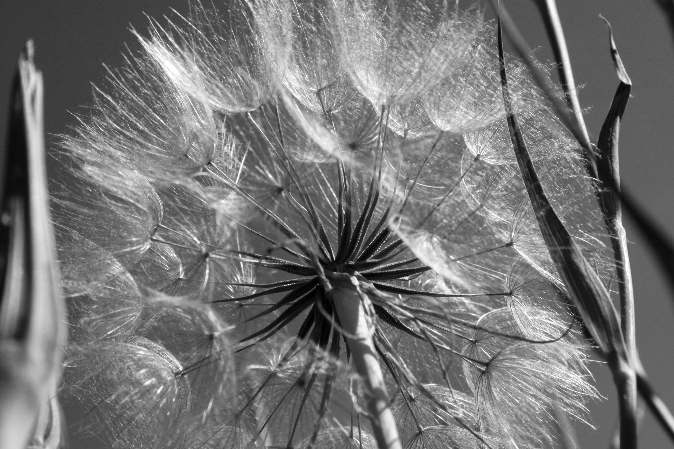 Pusteblume