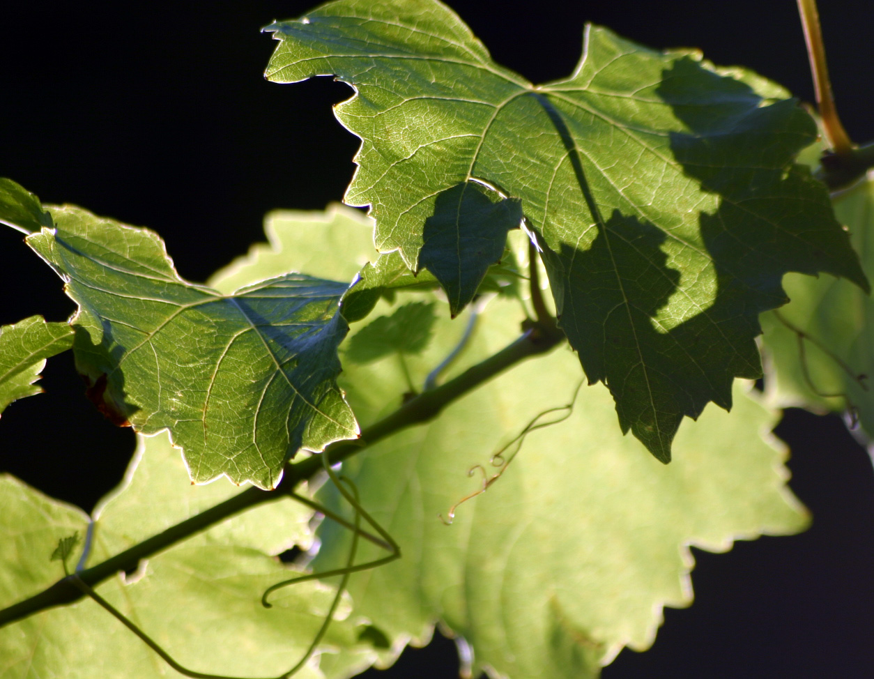 Licht + Schatten